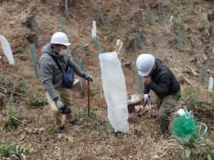 苗木に獣害防止のネットをかけ、裾を固定します。