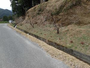 R7木の苗