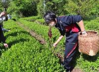 茶摘み