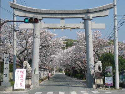 八王子宮の桜