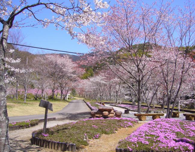 平山親水公園の桜