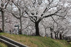 鏡野公園の桜