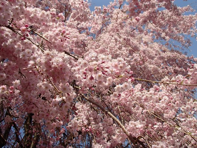 頓定のしだれ桜 香美市公式ホームページ