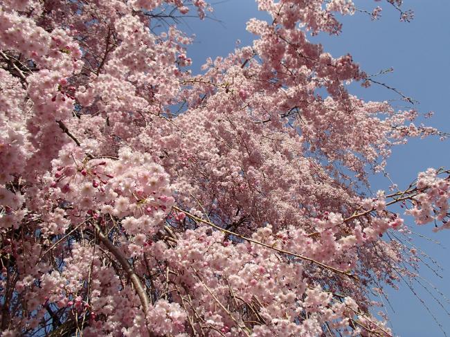 しだれ桜の画像