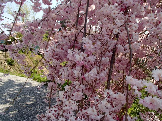 しだれ桜の画像