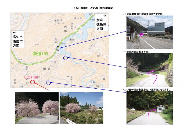 しだれ桜への道順