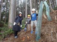 コナラの苗木を植え、鳥獣害対策の幼齢木ネットを設置しました。