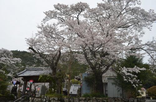 高照寺02