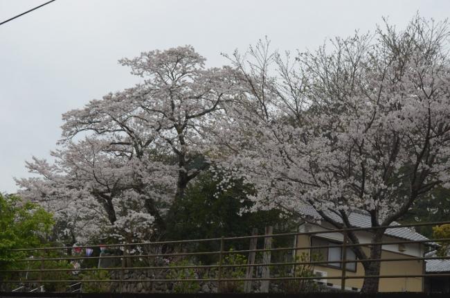 高照寺03