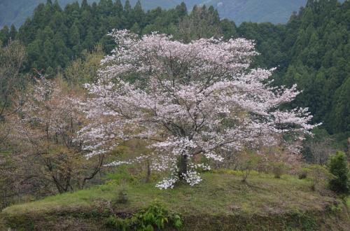 一本桜02