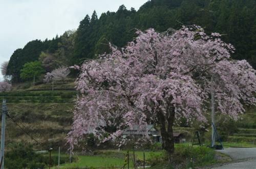 イノソ01