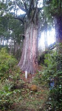 大日寺の大スギ