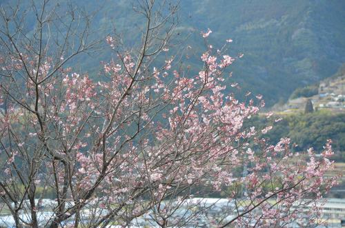 tubakikanzakura1