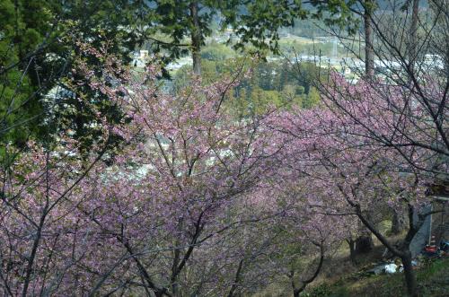 kawazu1