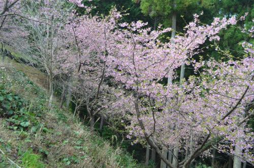 kawazu2