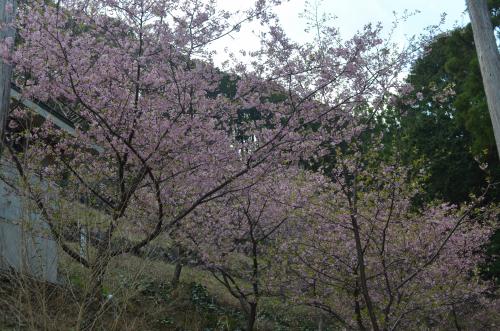 kawazu3