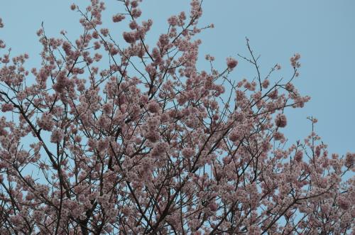 tubakikanzakura1