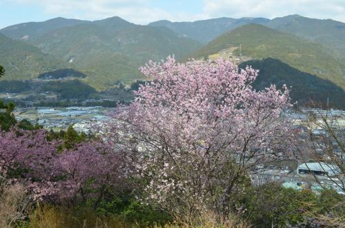 tubakikanzakura3