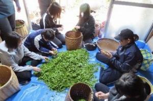 お茶摘み