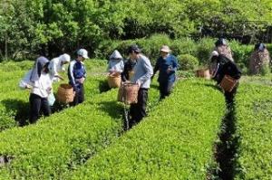 お茶摘み2